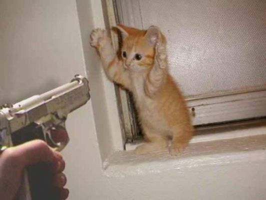 cat_being_20gun_down_small.jpg